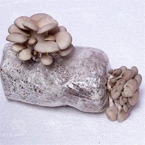 Agricultural Mushroom Bagging Machine